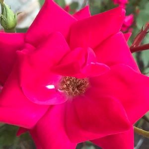 Meet your Posher, Evelyn